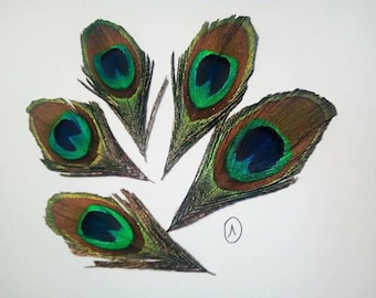 Set of 5 beautiful Peacock eye feathers
