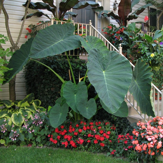 WBML 100 seed Giant Elephant Ear Plant Fresh Colocasia