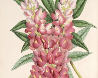 Wildflower botanical | Etsy