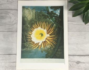 Vintage bookplate print, night flower print, cactus print, cacti print, plant mama gift, moon phase print, botanical print set, succulent