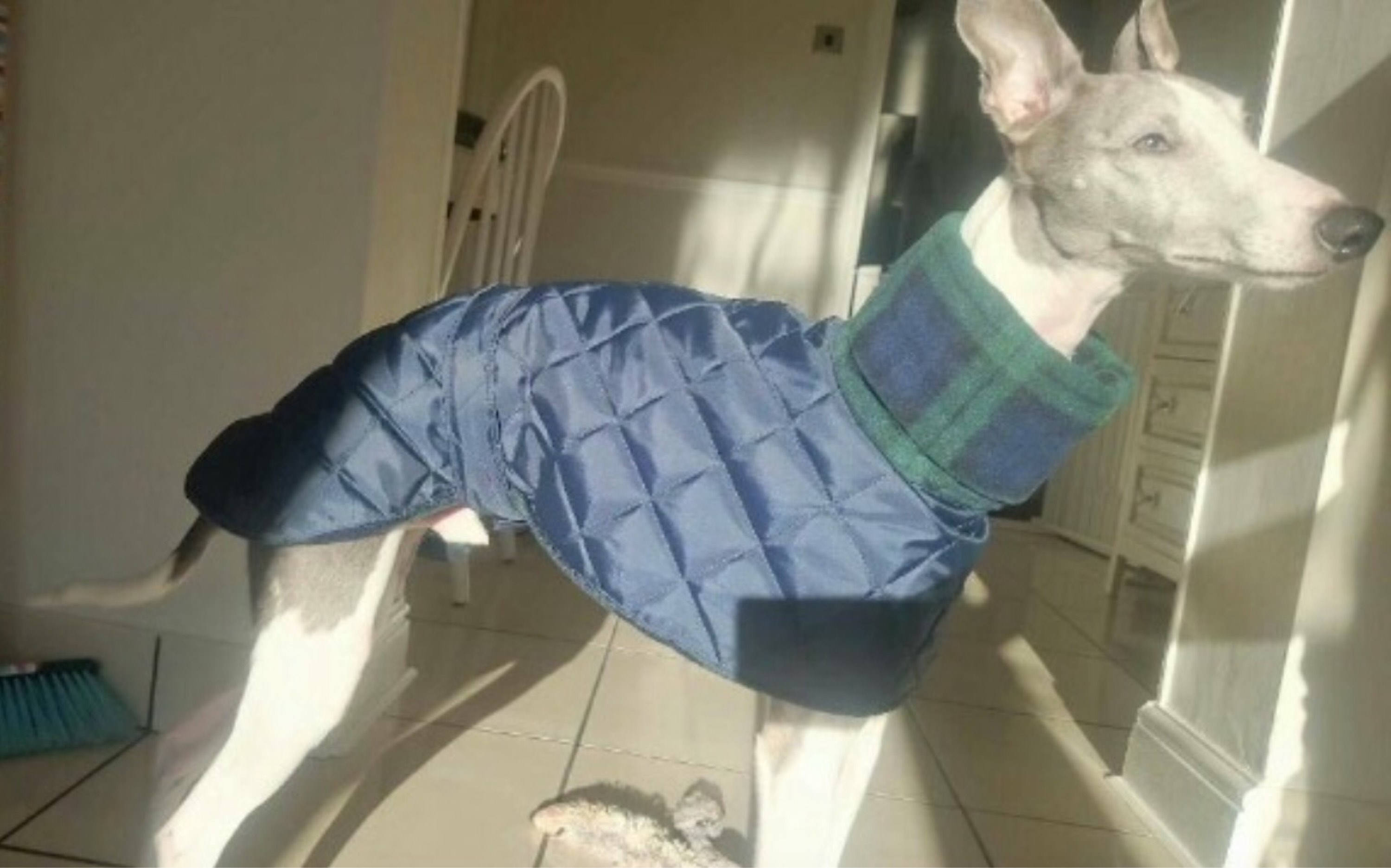 Whippet waterproof winter coats with a long fleece neck.