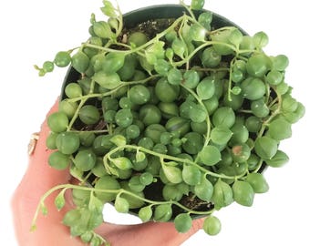 String Of Pearls Plants Succulents 2'' or 4'' Hanging Basket Senecio Rowleyanu RARE Beautiful Hanging Planter Terrarium Succulent Plants