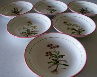 Primula Italy Various Plants 6 Soup Bowls