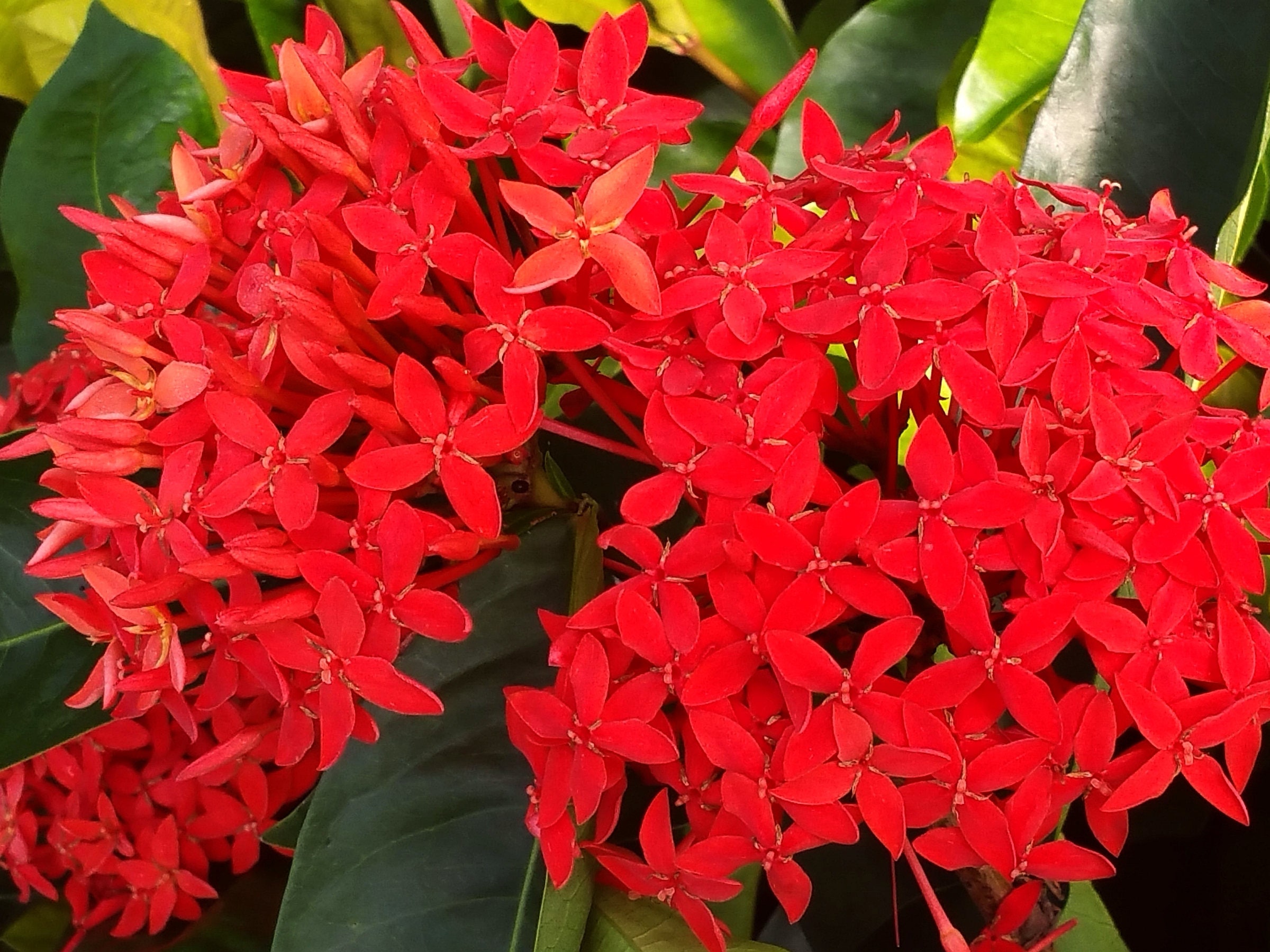 Super king ixora plant