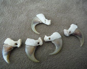 5 Pcs. Nice Drilled Bobcat Claws - Native American (Sage Blessed)