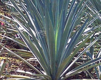 Blue agave | Etsy