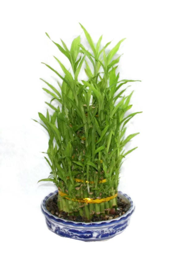 Five Tier Live Bamboo Plant