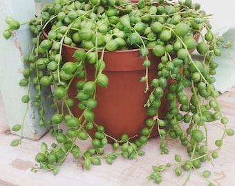 Senecio rowleyanus String of Pearls Plant in 6" pot (1)
