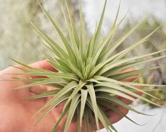 Large Air Plant, Terrarium Plants, Tillandsia Espinosae, Air Plant Terrarium, Hanging Air Plants, Succulents, Indoor Plants, Plants