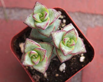 Exotic Succulent String of Buttons, Rare Succulent Terrarium Plants, Unique Succulent Plugs, Crassula Perforata, Cute Desk Accessories Plant