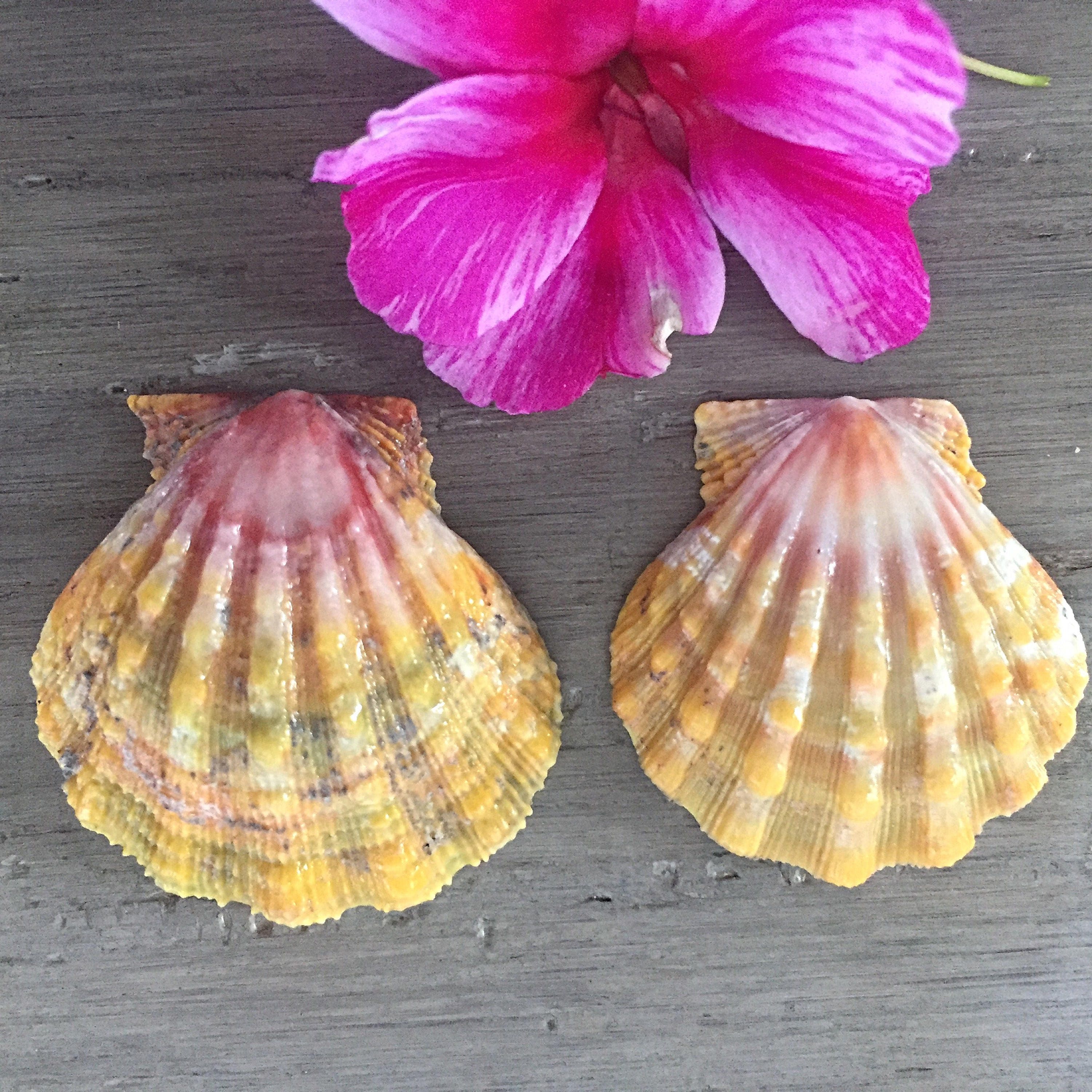 hawaiian shells - types of shells in hawaii