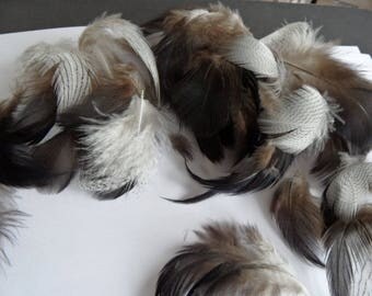 natural silver pheasant feathers, 6.