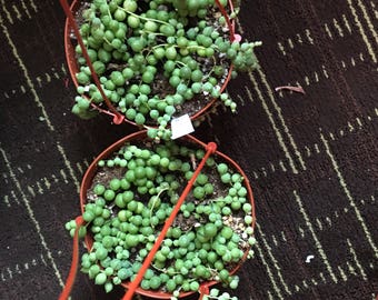 String of Pearls in 6" pots