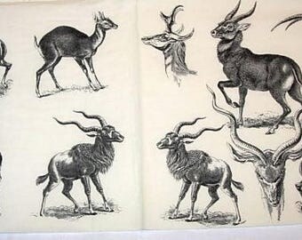 Napkin white gazelle horns