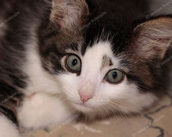 Kitten photograph photo cat lovers print kitty photography animal home decor little baby cat