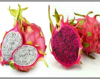 Red Dragon Fruit (Hylocereus costaricensis) & White Dragon Fruit (Hylocereus undatus) Seeds. You Get Both! Pitaya Cactus