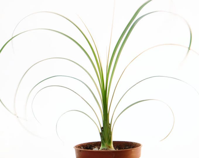 Bonsai Ponytail Palm Tree, Pony Tail Palms, Bonsai Tree, Easy House Plant, Indoor Plants, Apartment Decor, Houseplant, Beaucarnea Recurvata