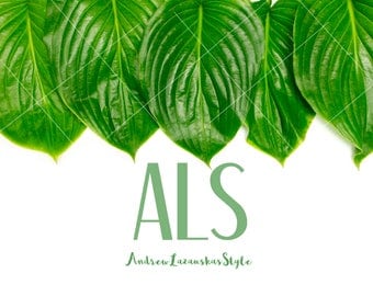 Green leaves Styled leaves Real leaves Styled green leaves Stock leaves Styled leaves photography Styled leaves photo Green leaves stock