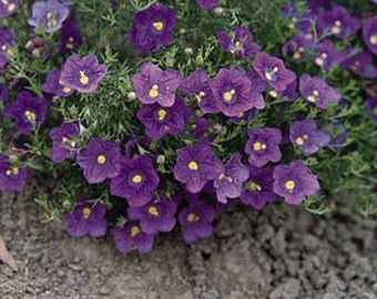 Nierembergia "Purple Robe" .. 50 seeds