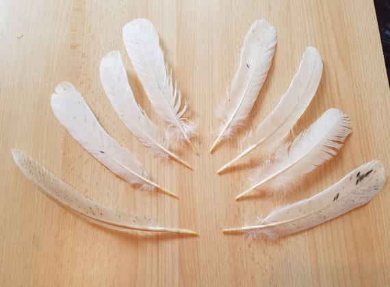 White chicken feathers 8 quill feathers Rooster tail