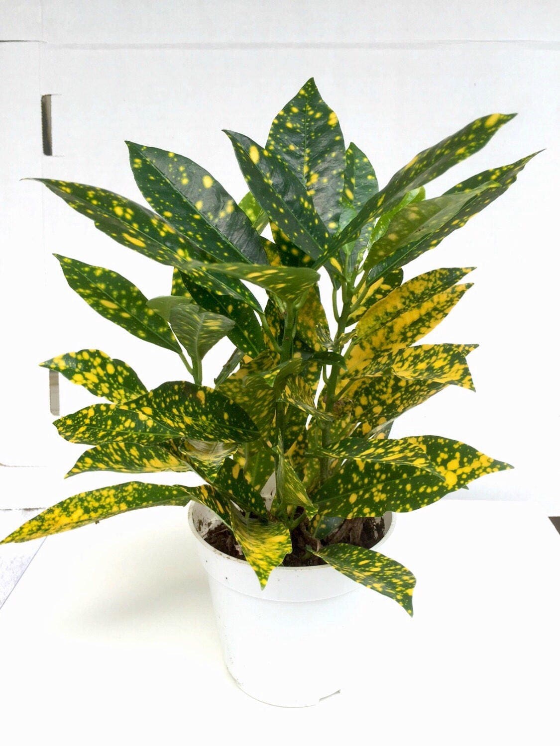 croton codiaeum variegatum tropical plant great fall color outdoor croton codiaeum variegatum tropical plant great fall color outdoor