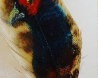 original Feather art trading card /Pheasant