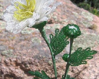 White Chrysanthemum with bud