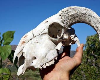 Ram Skull , Real Animal Skull , Taxidermy , Macabre Pagan Decor , Voodoo Gothic Supplies , Natural Animal Bones , Oddities , Cruelty Free