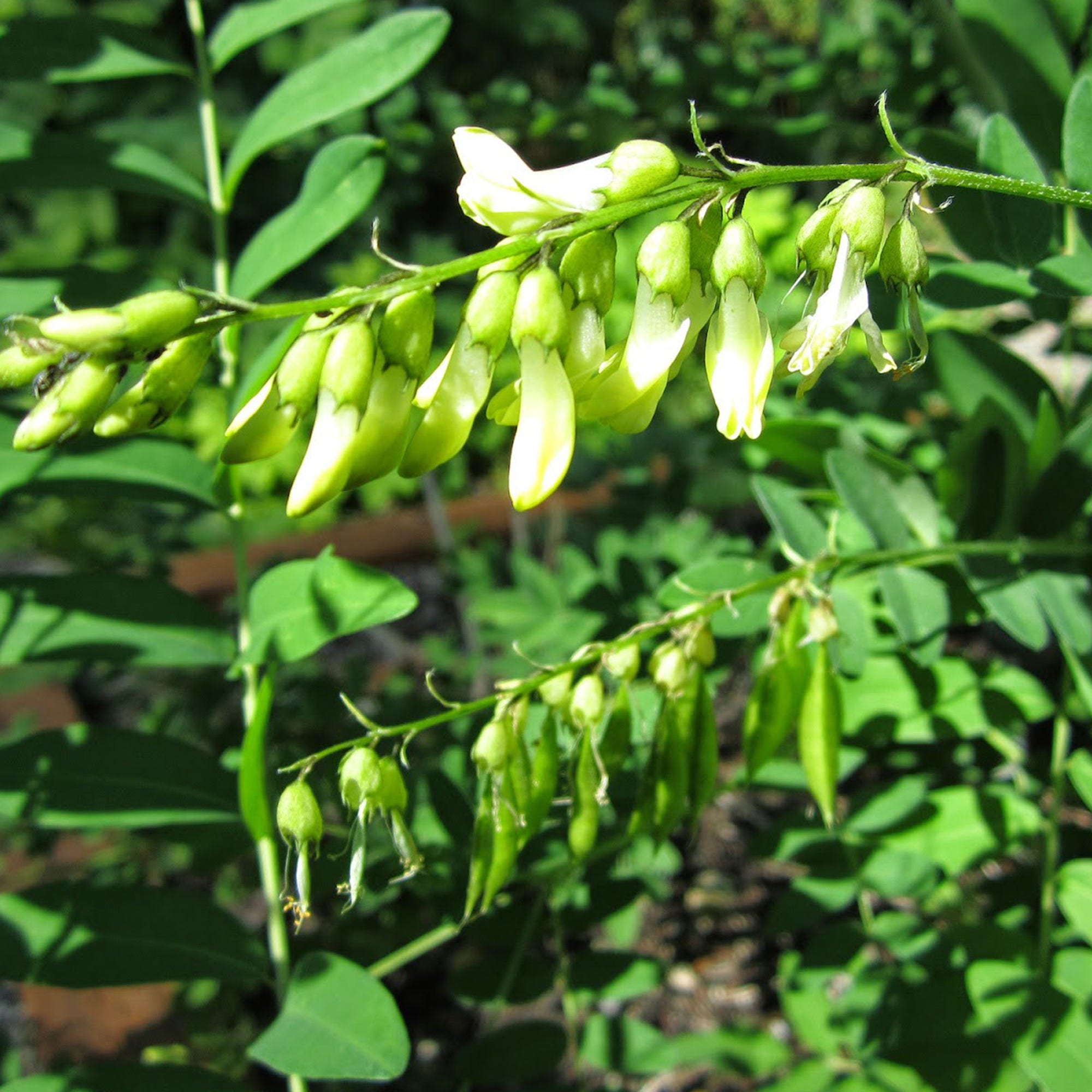 Astragalus Seeds (Astragalus membranaceus) 100+ Rare Chinese Medicinal