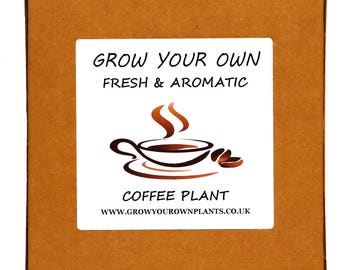 Grow Your Own Arabica Coffee Plant Kit