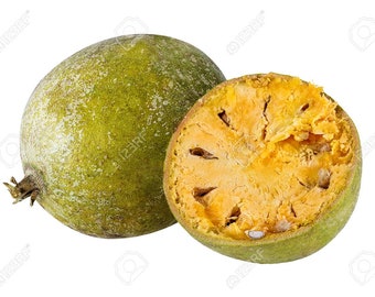 Bael / Aegle Marmelos "Stringless Large" -7 seeds