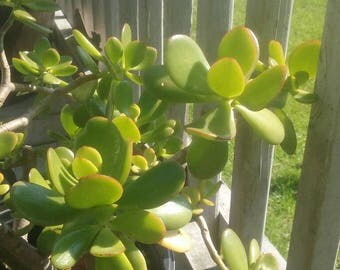 Live plant cutting succulent cutting jade tree jade plant cutting