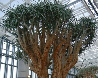 Aloe dichotoma, Quiver Tree, rare aloe succulent plant, large tree aloe species, landscape plant, drought tolerant, 5" pot size
