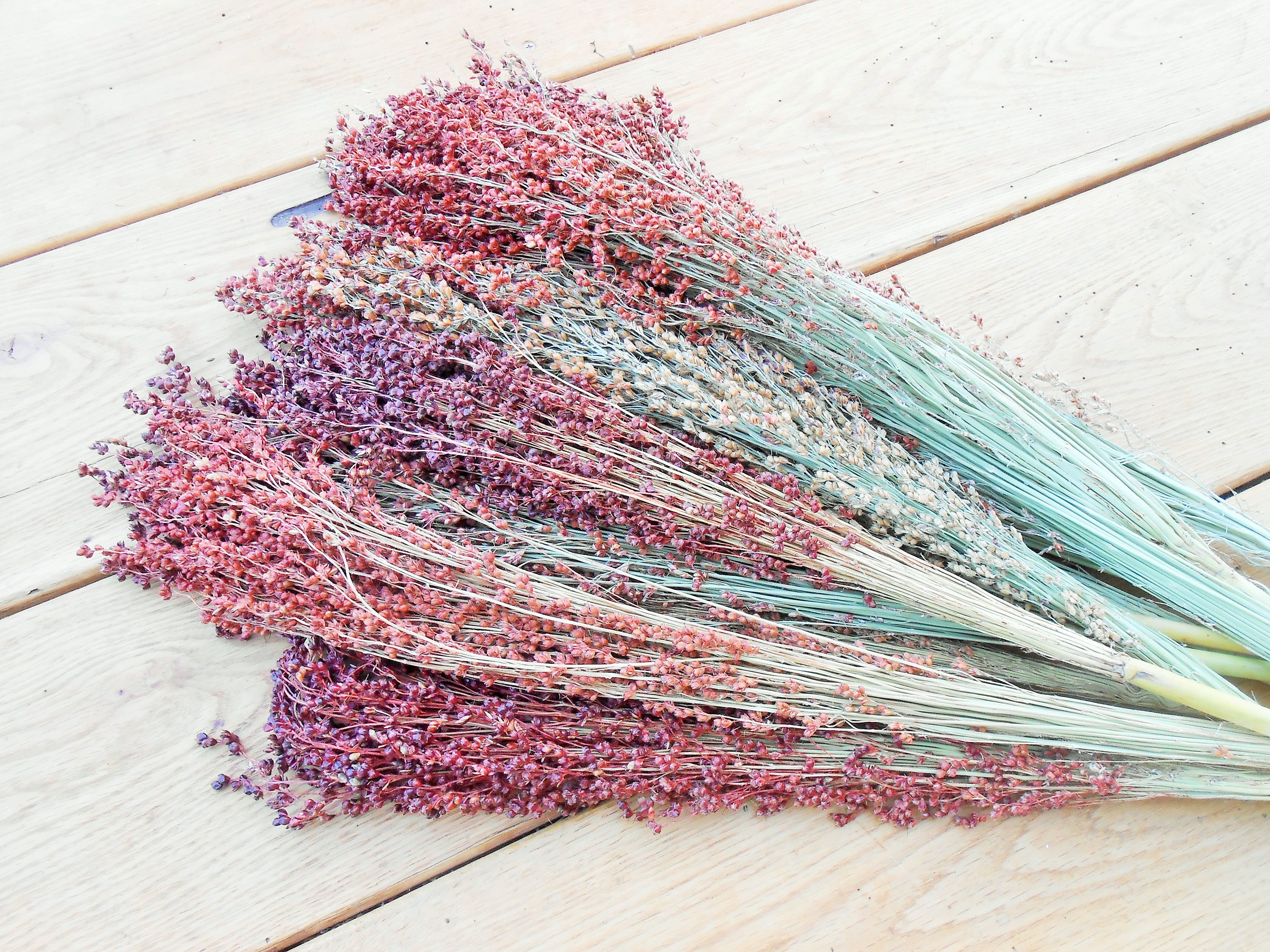 Broom Corn/Decorative Broom Corn/Natural Autumn