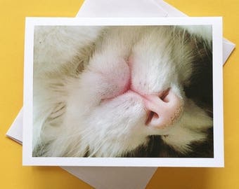 Cat Lover Card, Cat Greeting Card, Cat Photo Card, Cat Card, Cat Birthday Card, Cat Card for Friend, Card for Cat Lover, CP7