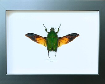 Female green cetoine Mecynorrhina torquata with red highlights