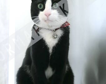 Cat photo | doormariska
