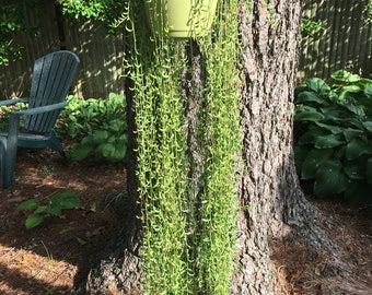 String of Bananas Cuttings