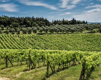 Digital Landscape Tuscany Photography Vineyard Photo Download Instant Digital Landscape Tuscany Photography Vineyard Photo Download Instant
