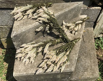 5 bunches of white celosia - dried flowers
