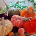 6 Mini Pumpkins with real Pumpkin Stems and 9 Silk Velvet Acorns with real Acorn Caps - #1714