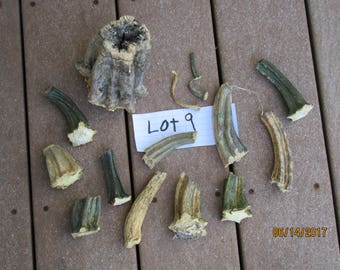LOTS of REAL Dried Pumpkin STEMS for Halloween or Thanksgiving Craft Projects from Darlas Closet