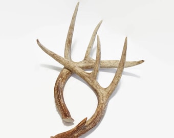 Vintage Deer Antlers, Large Eight Point, Rustic Pair Natural Antlers, Real White Tail Deer, Rustic Home Decor