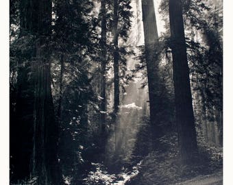 N.R. Farbman-Redwood Forest-1972 Poster