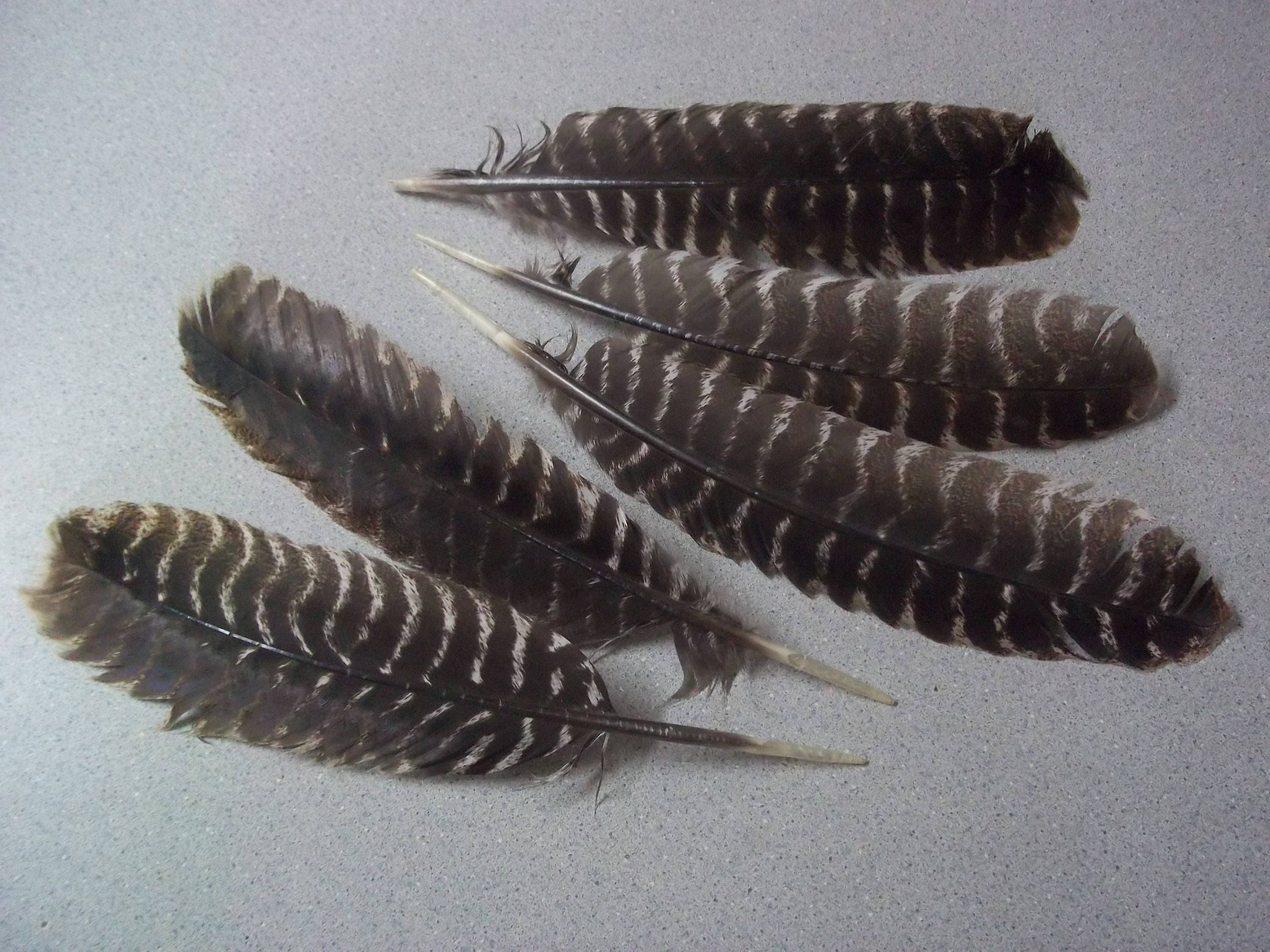 5 Lrg Marbled Full Wing Wild Turkey feathers Rio Grande