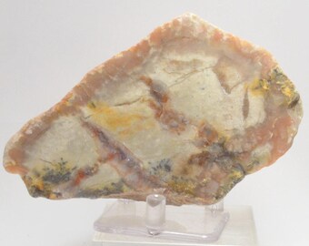 Fascinating Fossil Coprolite or Fossil Dinosaur Poop