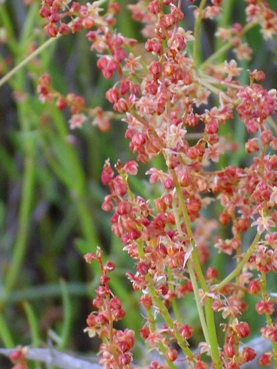 100-sheep-sorrel-rumex-acetosella-red-field-sorrel-sour-weed