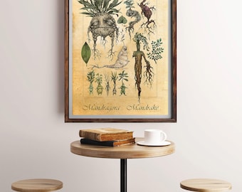Harry Potter Mandrake, Mandrake Plant, Mandragora Print, Herbology, Mandrake Print, Mandrake Art, Harry Potter Poster, Harry Potter Print