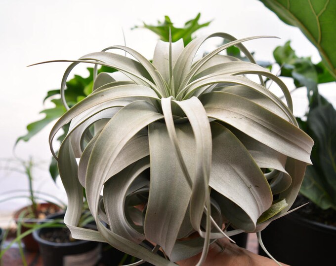 SALE Xerographica Air Plant Tillandsia, LARGE Air Plant, Succulent Wedding, Hanging Air Plant, Wholesale Air Plant, Indoor Plants, Airplant