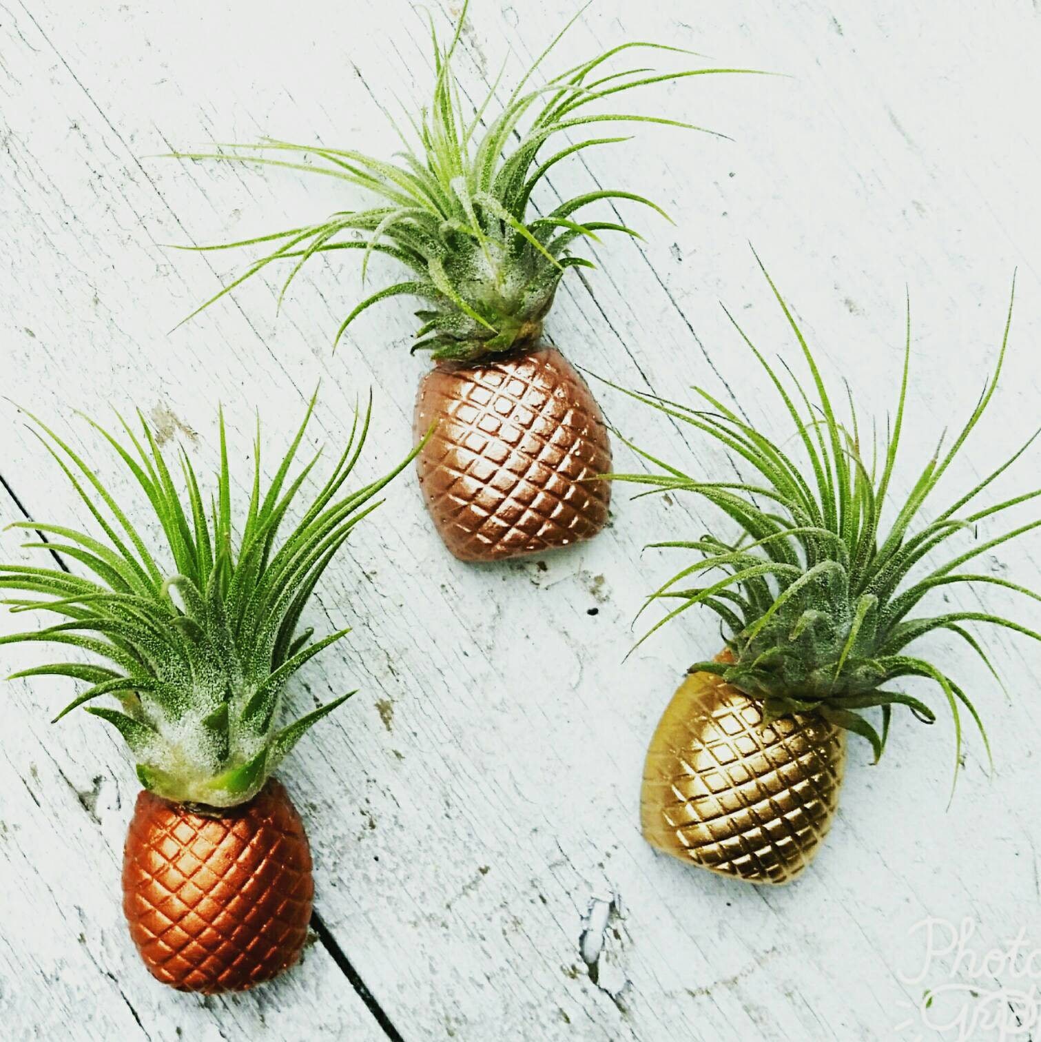3 Pineapple Plant decor/Air Plant